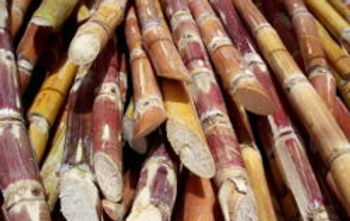 Organic , cacao, Sugar cane