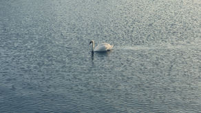 A nature day