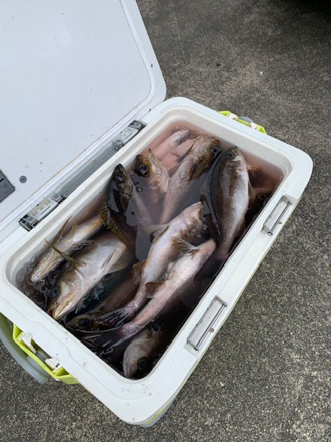 2025年6月22日 I様の釣果