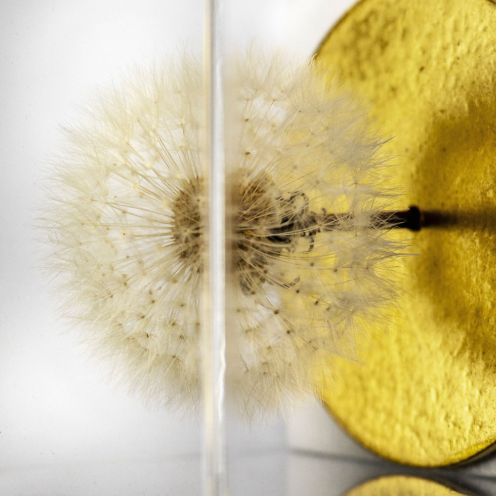 Miniaturbild: Detailansicht des Wandobjekts „The Golden Wish“ von Hilde Trip aus Pusteblume und Blattgold