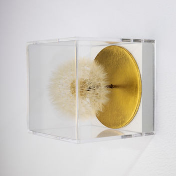 Kunstwerk mit einzelner konservierten Pusteblume von Hilde Trip in Acryglashaube