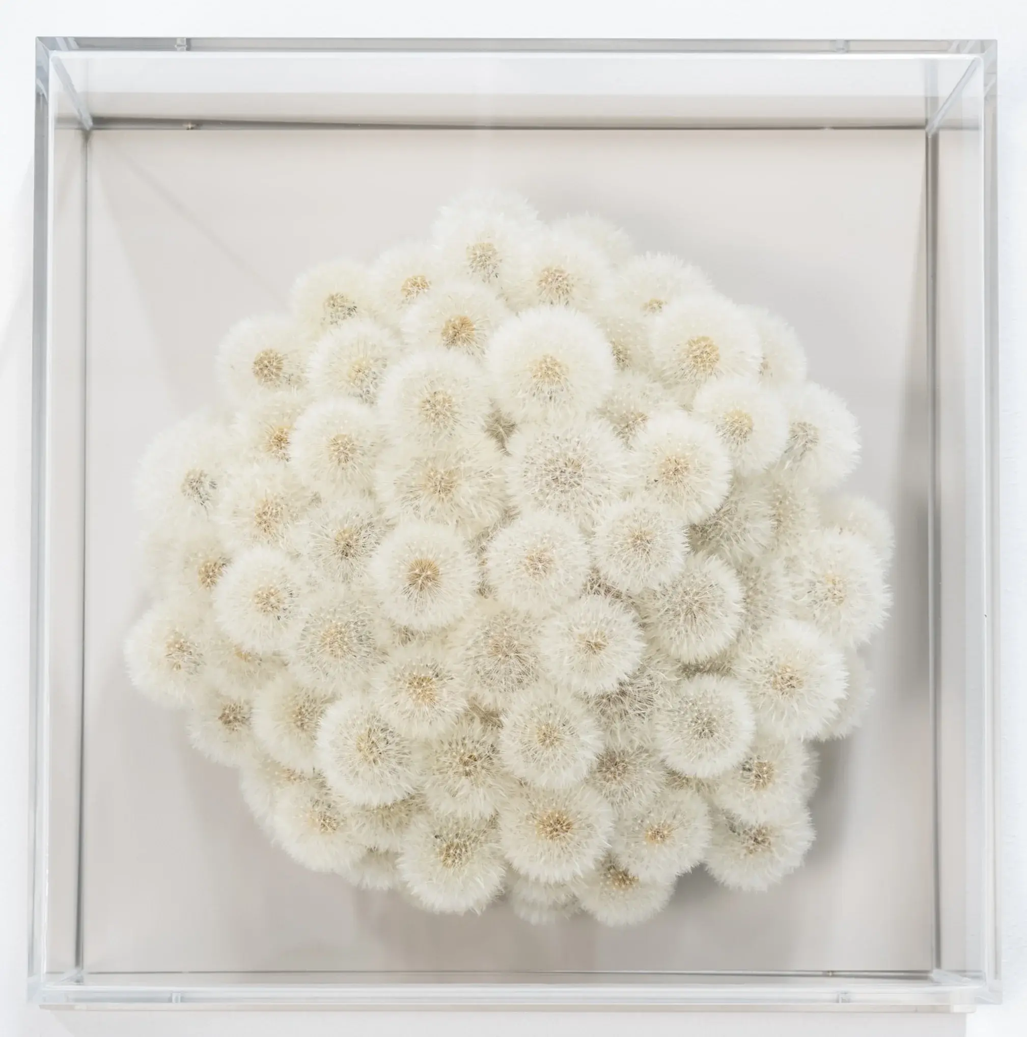 Hilde Trip, I wish, 2024, Pusteblumen in transparenter Acrylglasbox, frontale Werkansicht