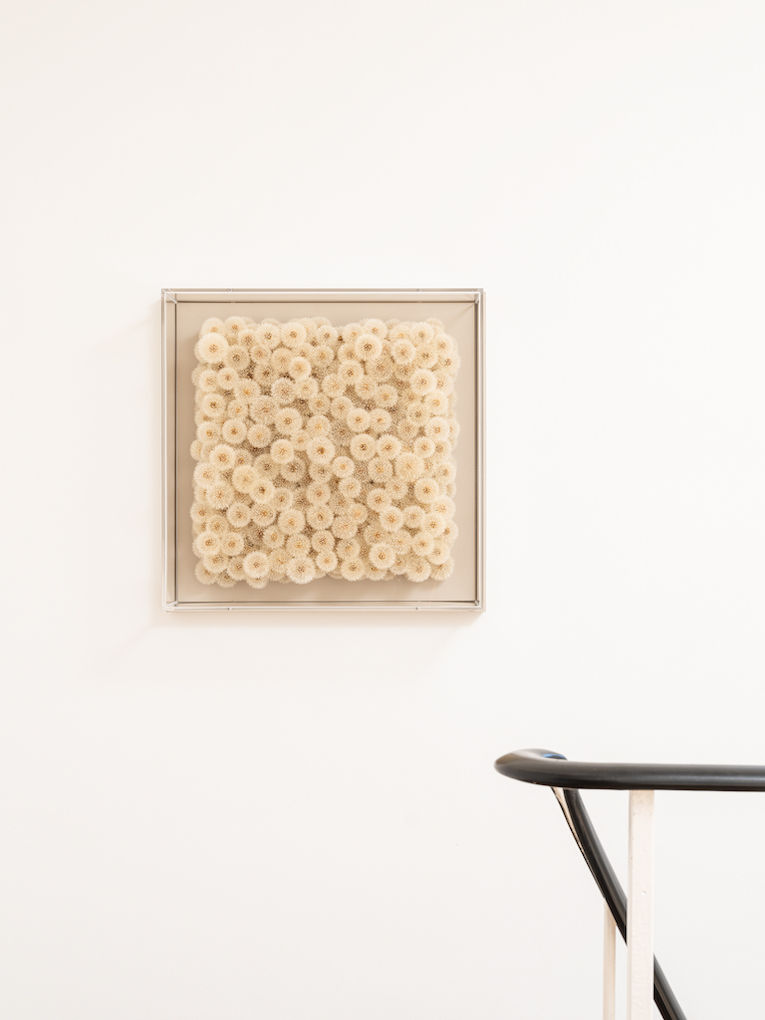 Miniaturbild: Ausstellungsansicht von Kunstwerk "Wish Full" aus echten Pusteblumen von Hilde Trip an weißer Wand bei Schlieder Contemporary