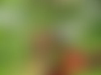 Sip Amongst the Trees