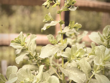 The Tension Within Patience (Post 1 of 2)