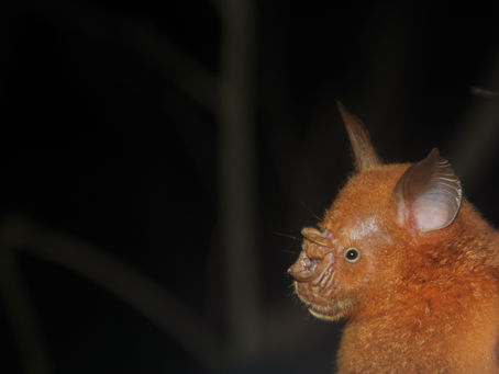 Bat Diversity in Nigeria