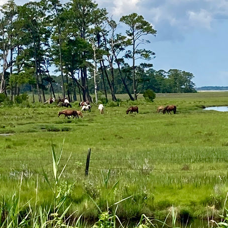          Assateague Island, MD & VA