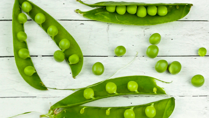 PLANT PROTEIN SOURCES