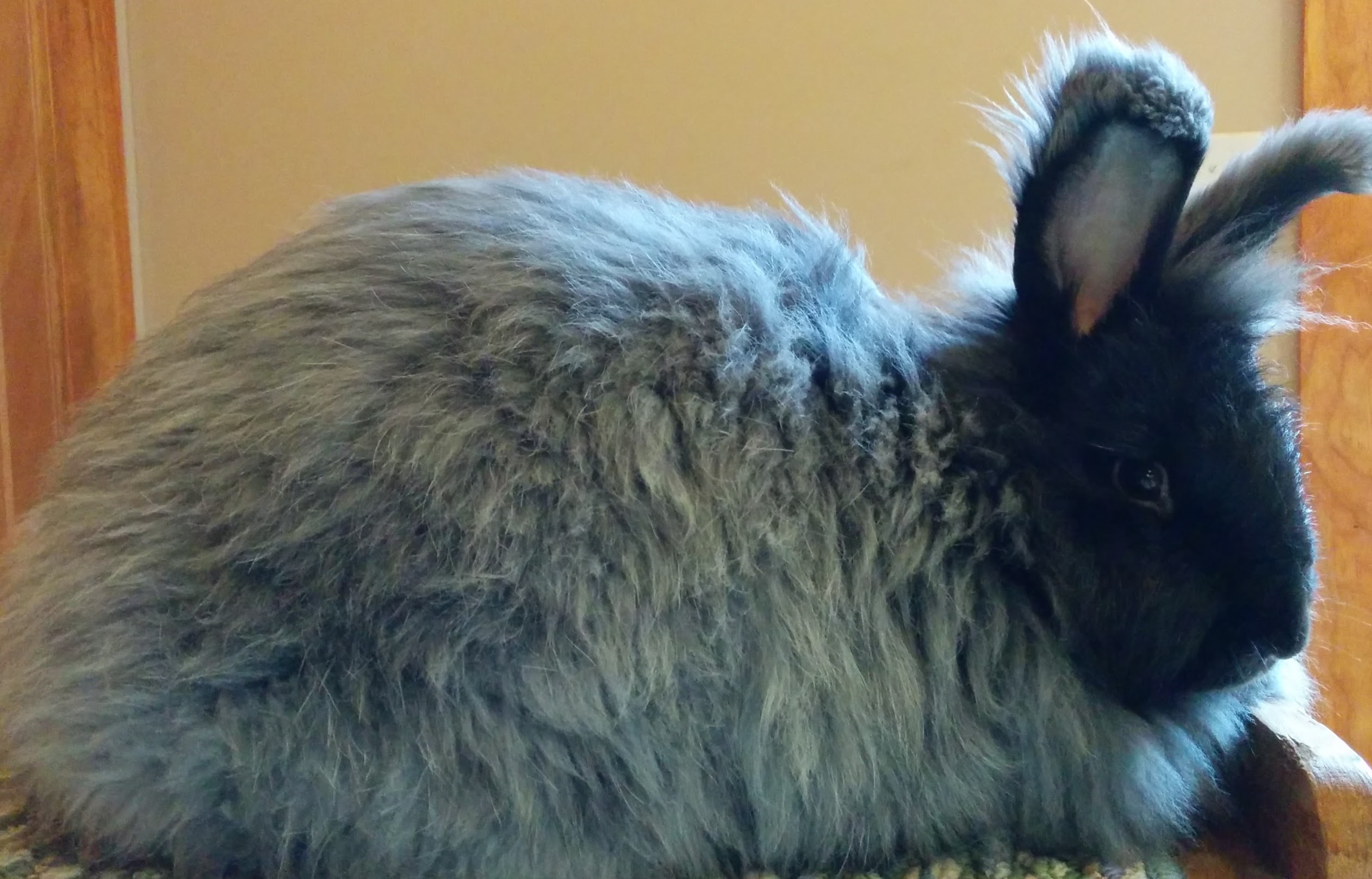 Black Angora
