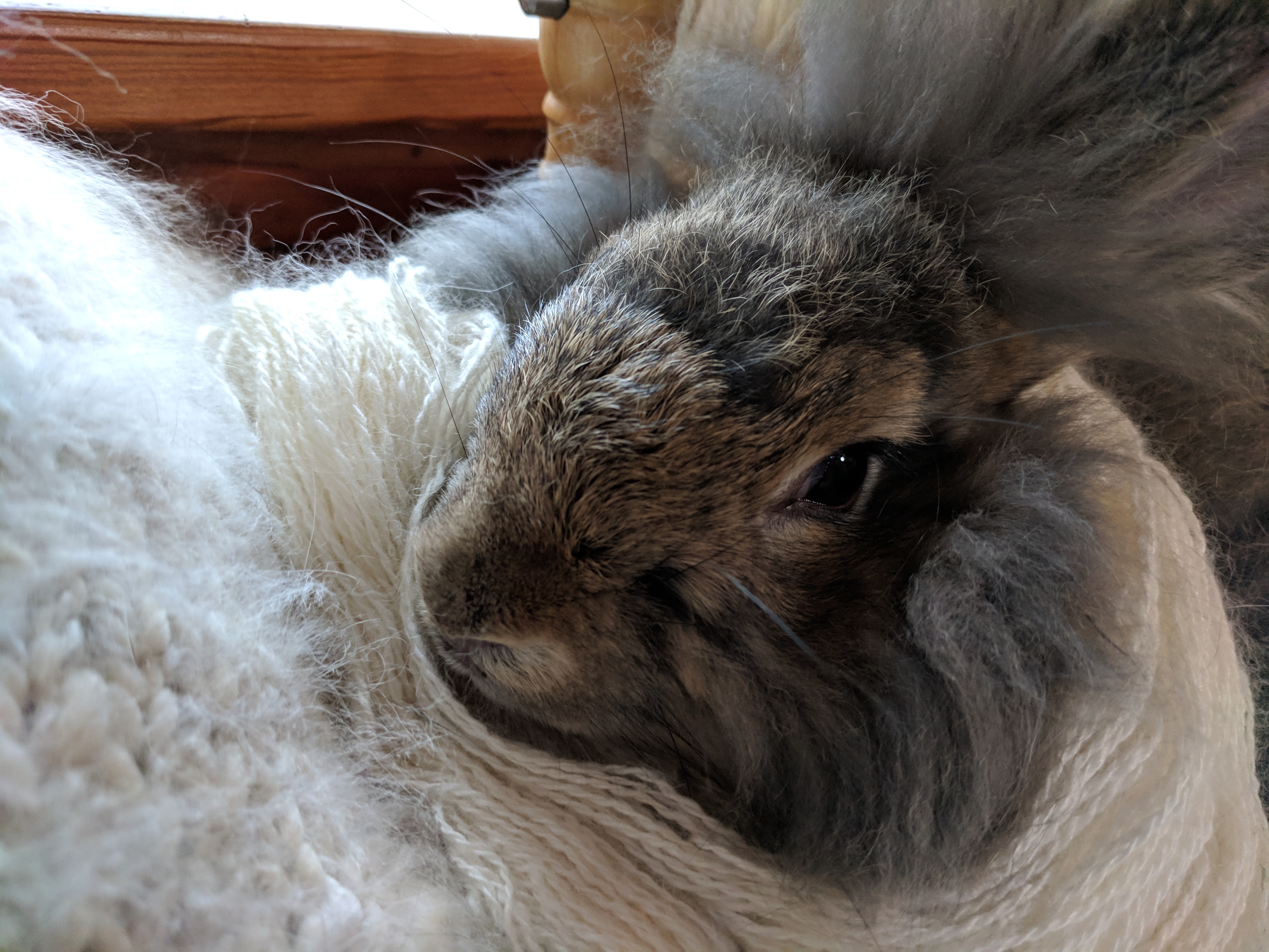 Giant Angora