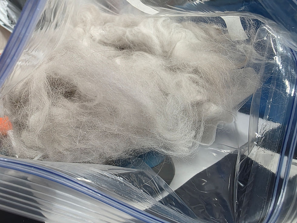 Thumbnail: Baby's First Fleece! 5" - 6" staple length, 3.1 oz, Baby Chestnut