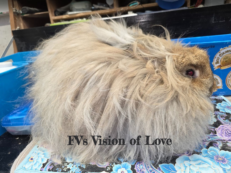 FV's Vision of Love