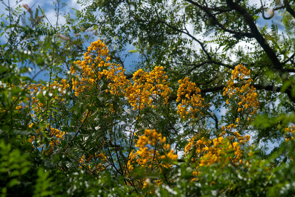 Amarelo 1