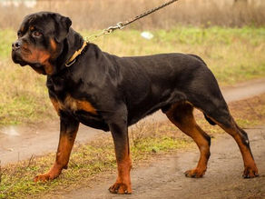 La rupture du ligament croisé, l’entorse la plus fréquente du chien