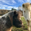 Huldumee en Flicka Flecka