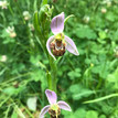 orchideen rondom huis