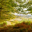 herfst uitzicht vanuit ons bos