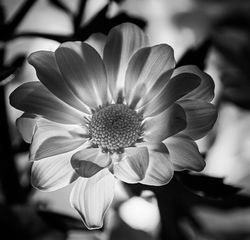 Monochrome flower world