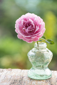 pink-damask-rose-flower-glass-bottle-nature-surface.jpg