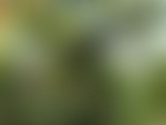 Zona aguacatera de Comala Colima es declarada espacio libre de plagas: Subseder