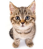 Il Pelosauro|Alimenti e accessori per cani e gatti