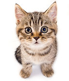 Il Pelosauro|Alimenti e accessori per cani e gatti