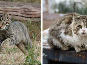 Feral Versus Stray