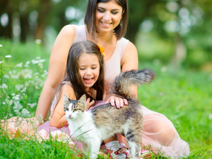Adopting Cats in Summer