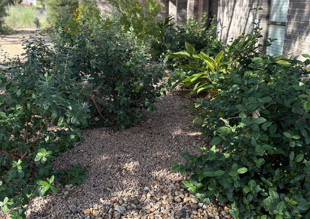 Native Texas plant beds with drip irrigation system in San Antonio xeriscape.