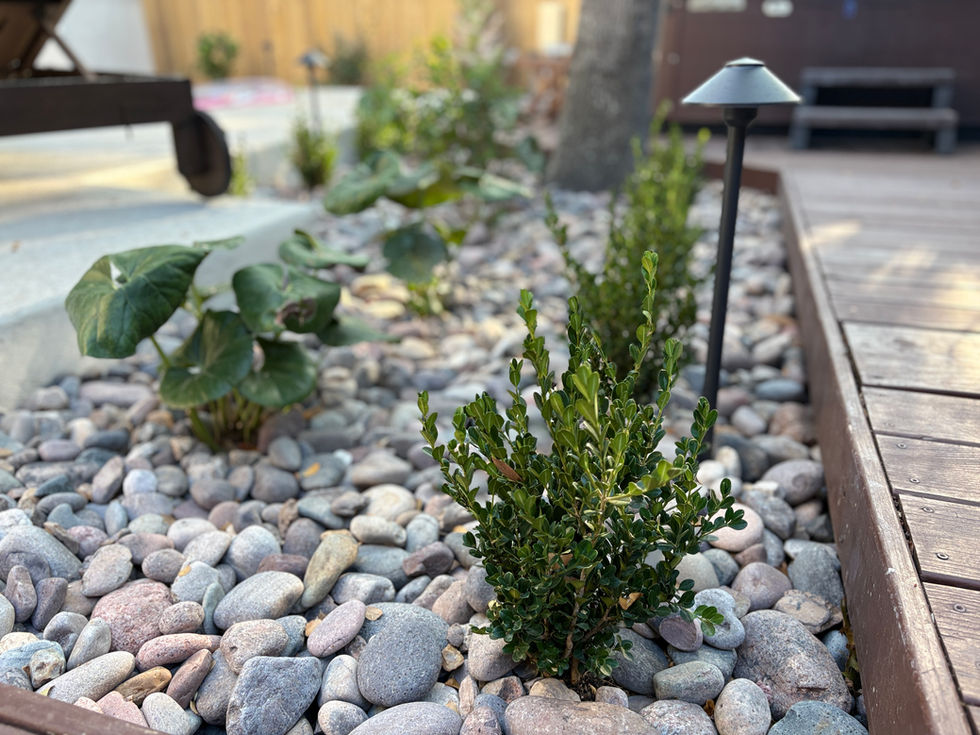 Native Texas planting bed with decorative gravel — Mediterranean low-maintenance landscape in Terrell Heights, San Antonio TX