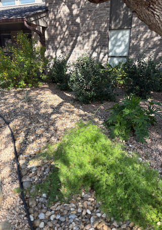 Woods of Shavano xeriscape landscape design in San Antonio with native plants and flagstone paths.