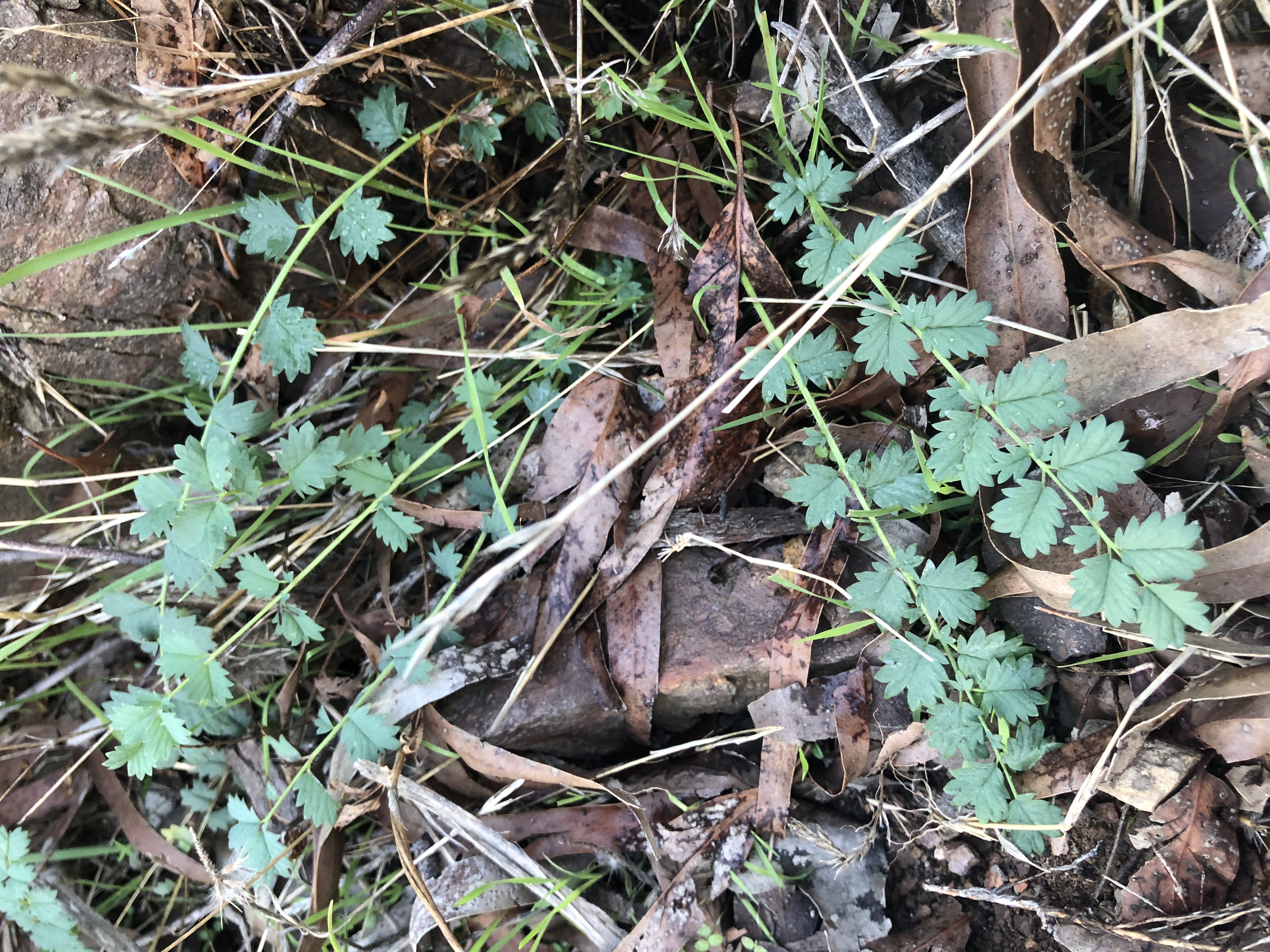 Plantes sauvages comestibles observées pendant une randonnée dans l’Estérel