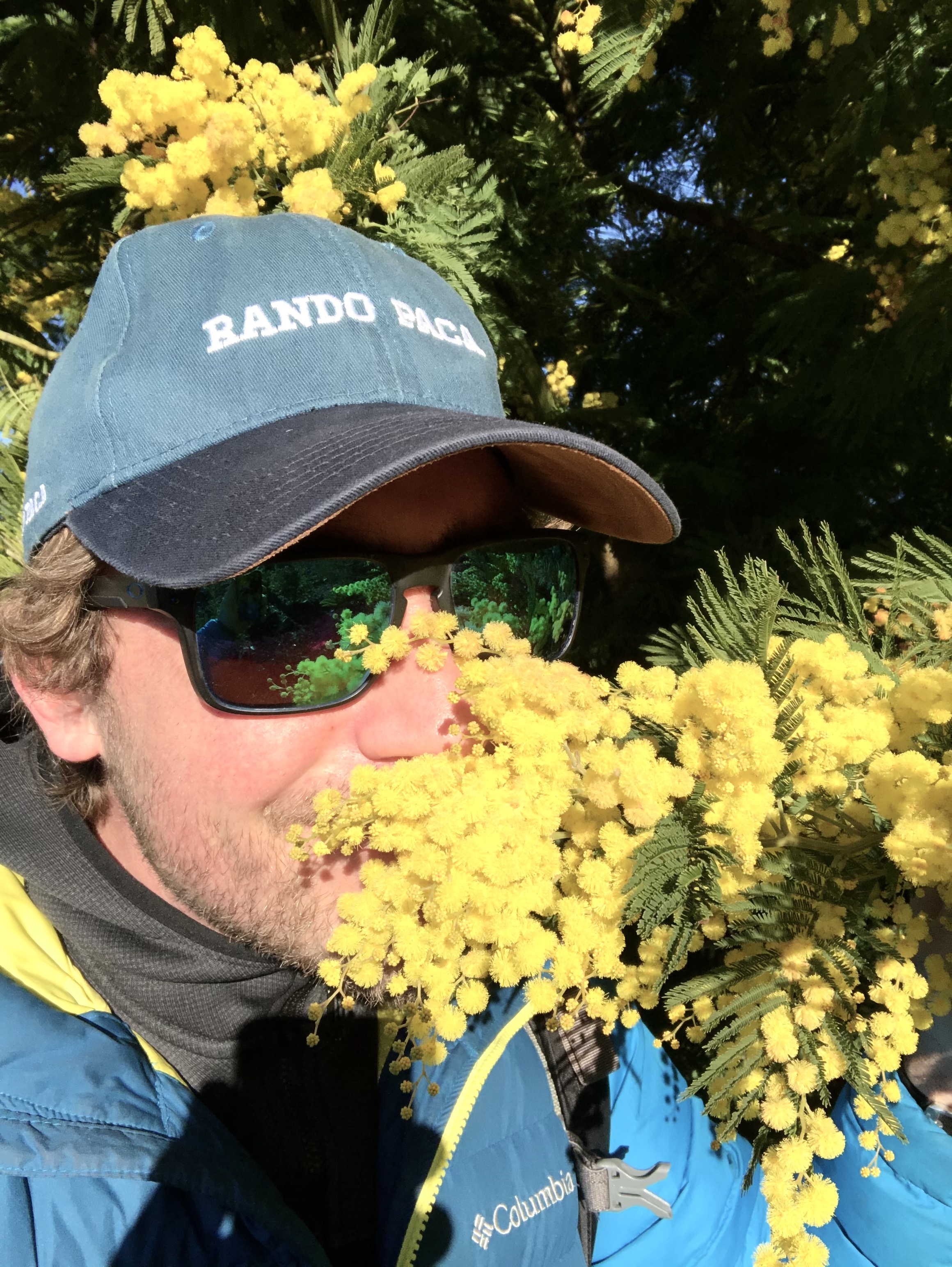 Mimosas en fleurs pendant une randonnée dans le massif du Tanneron sur la Côte d’Azur