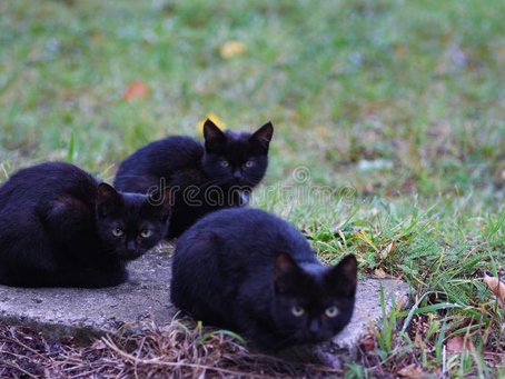 Mi gato Camilo Chamin