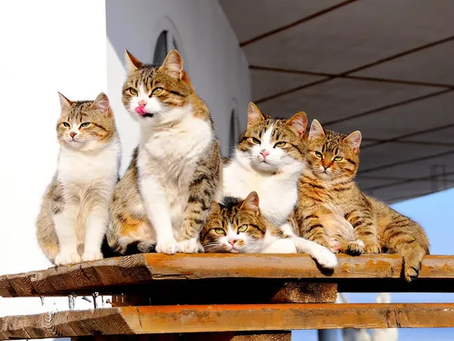 Las irondeles gatas perdidas