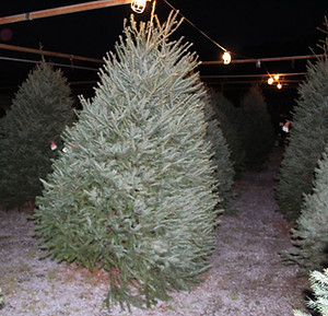 Outdoor Dining Groups