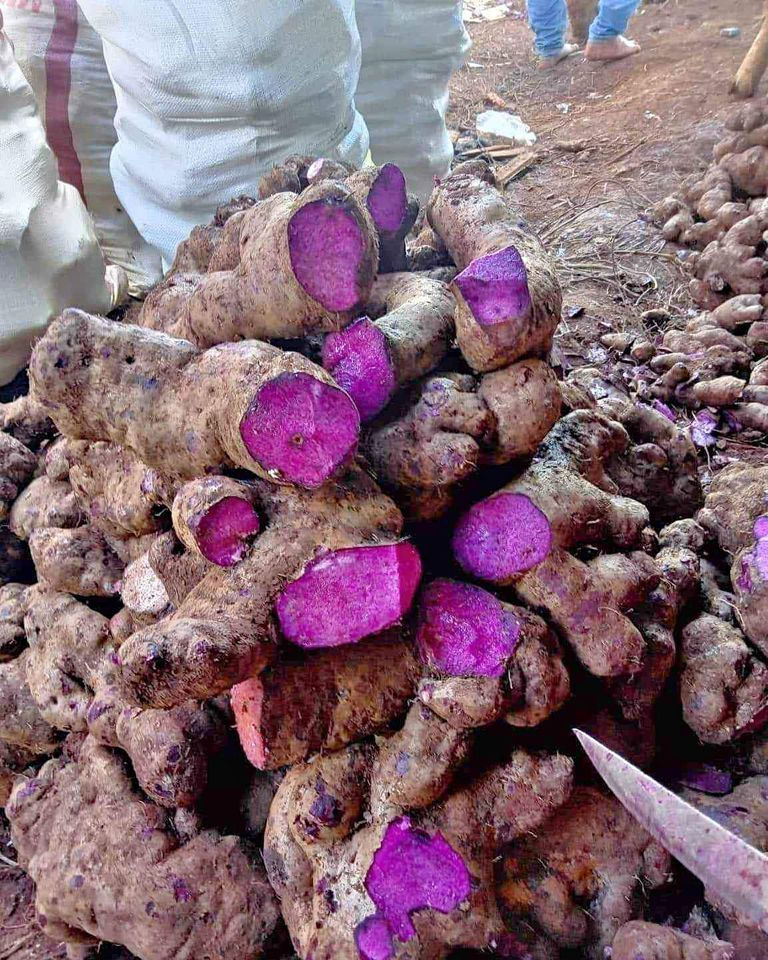 Freshly harvested ube (purple yam) tubers showing their vibrant purple flesh before processing into ube powder.