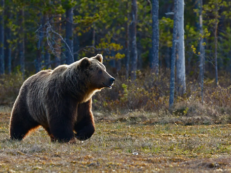 A brown bear walking in the woods.