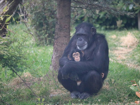 A large chimpanzee holding a baby chimpanzee.