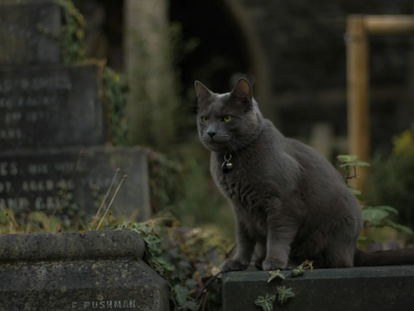 A cat in a cemetery.