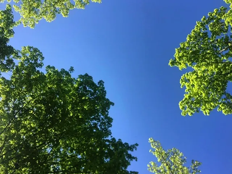 Trees and sky.