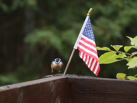 A bird standing next to a small American flag.
