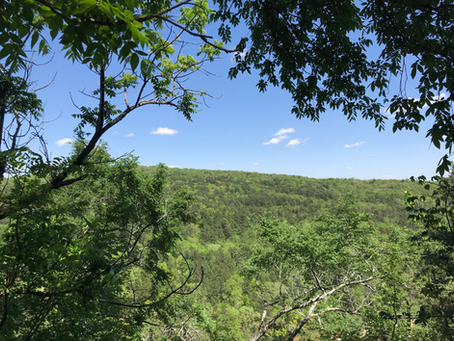 Green trees and blue sky.