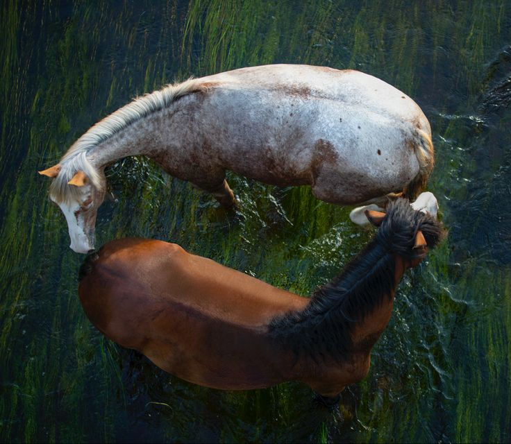 Horse in water.jpeg