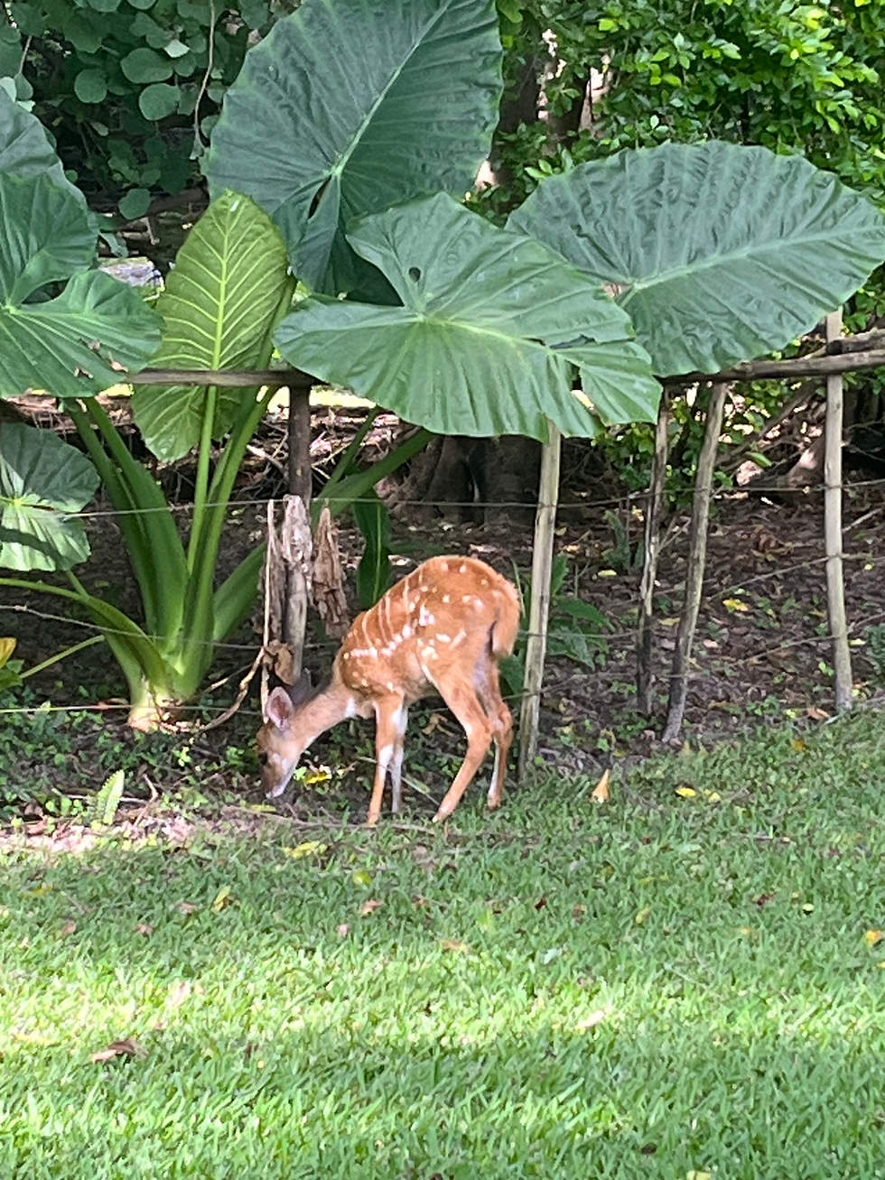 A young Chobe bushbuck roaming free.