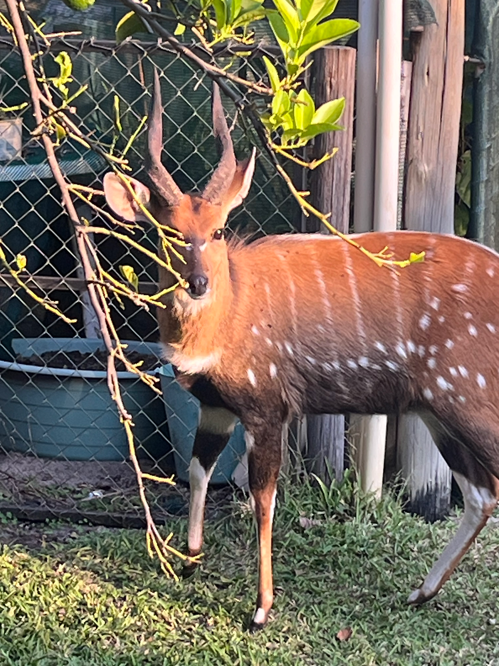 Chobe Bushbuck running free in our sanctuary.