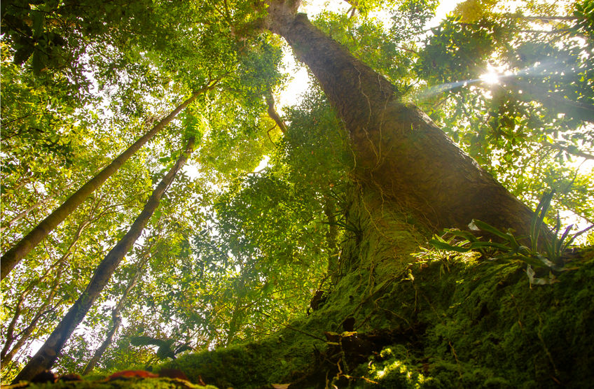 Saving Trees