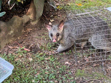 Affordable Possum Removal Cost Melbourne for Safe and Humane Solutions