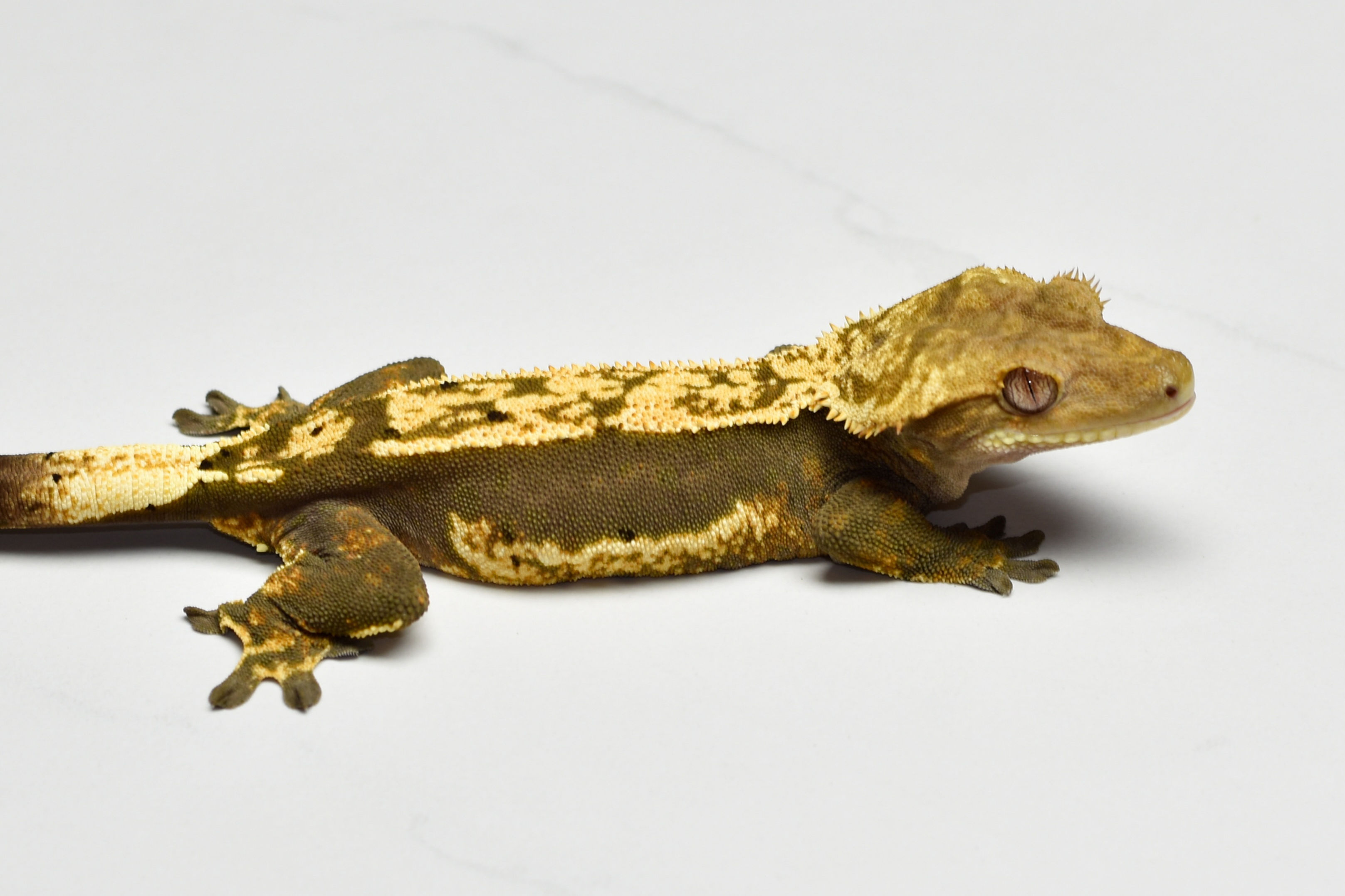 Soft Scale Quadstripe Female Crested Gecko
