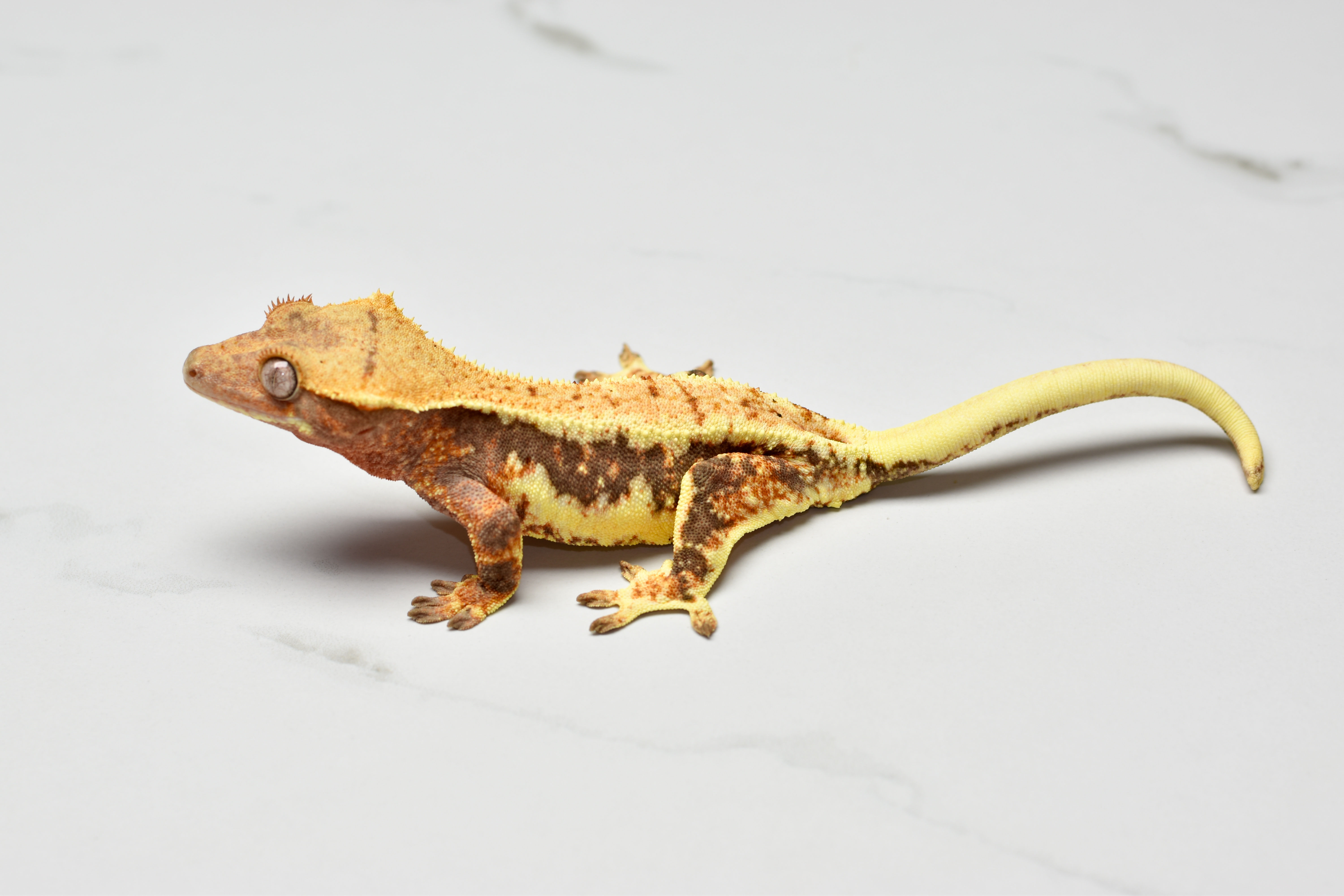 Tri Color Lilly White Female Crested Gecko